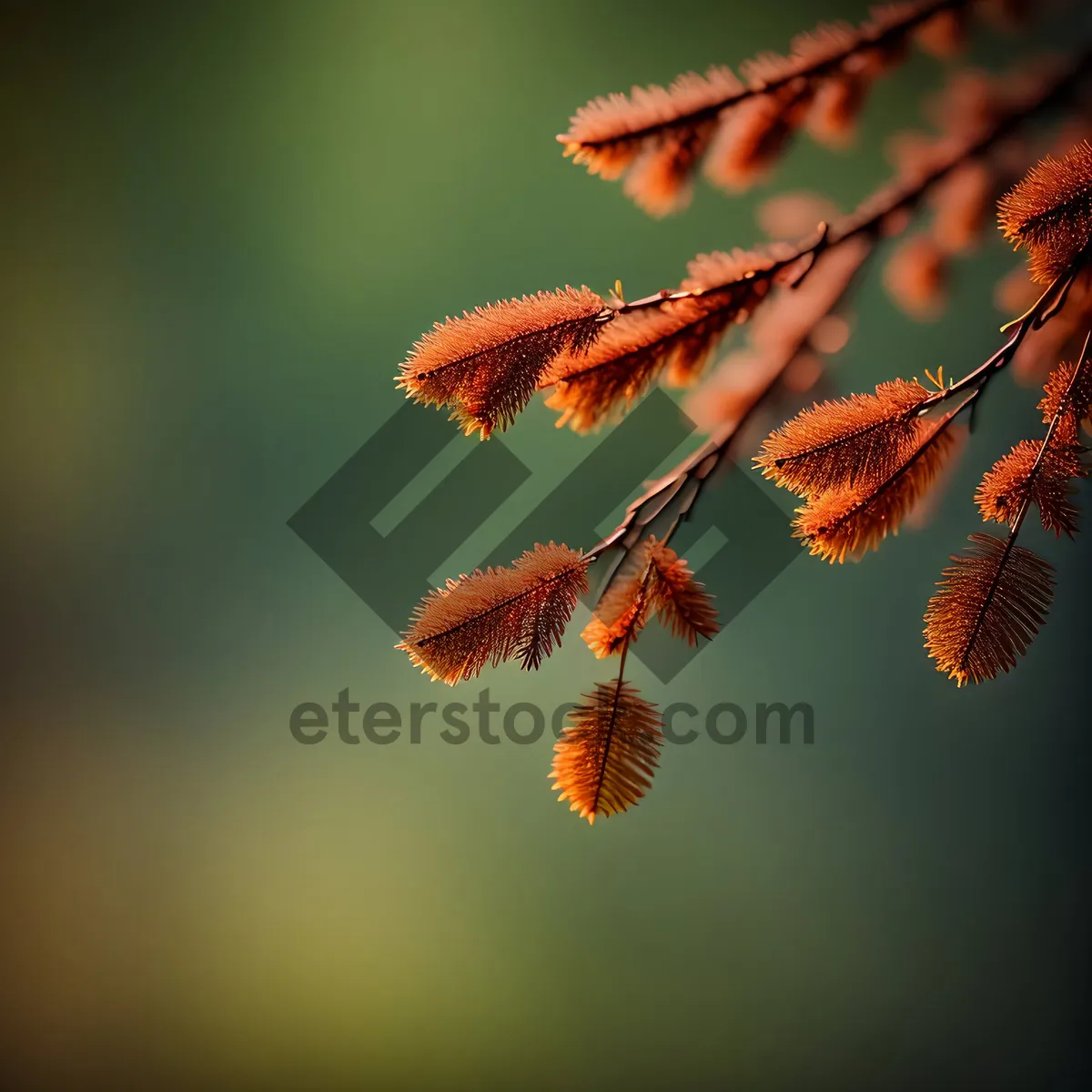 Picture of Colorful Autumn Leaves in a Forest