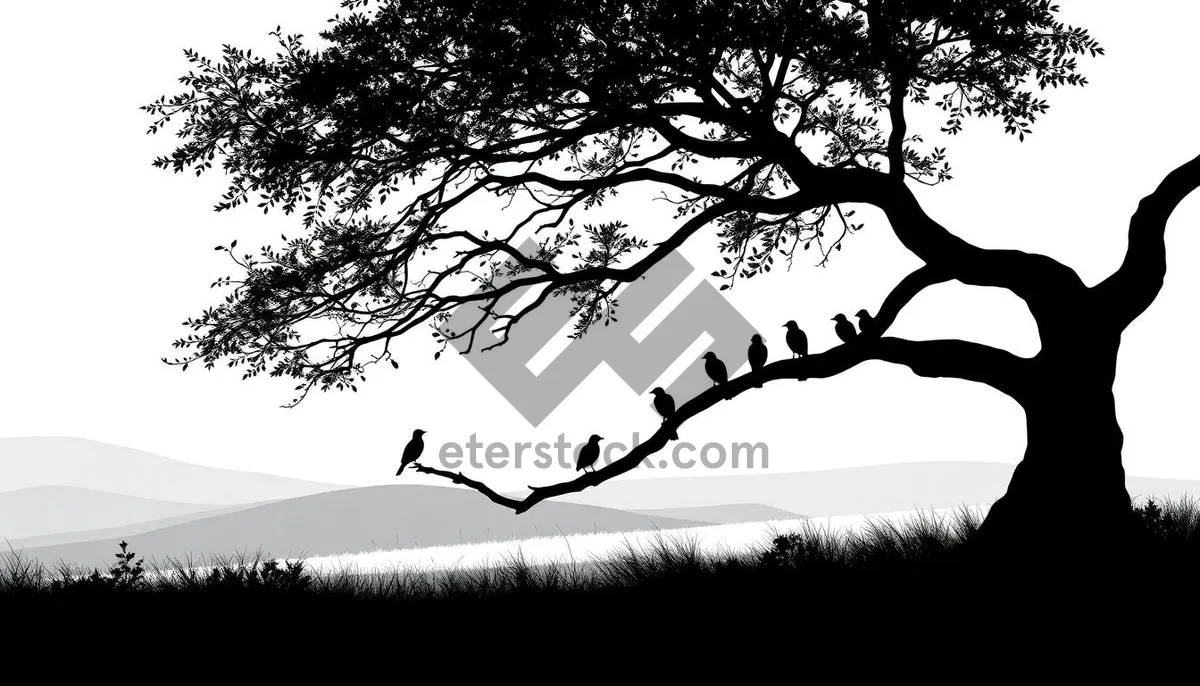 Picture of Black Oak Tree Silhouette in Winter Forest Landscape
