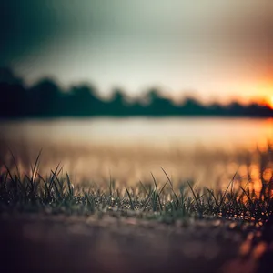 Golden Sunset over Wheat Field
