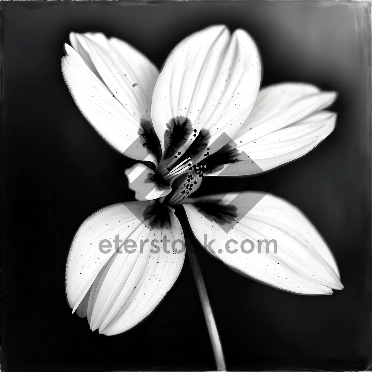 Picture of White Blossom on Butterfly-Adorned Vascular Plant