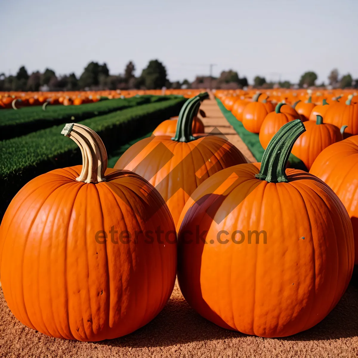 Picture of Colorful Fall Harvest: Pumpkin Patch Season