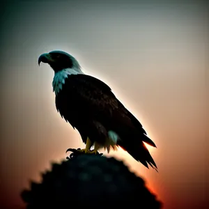 Predatory Magpie with Elegant Feathers