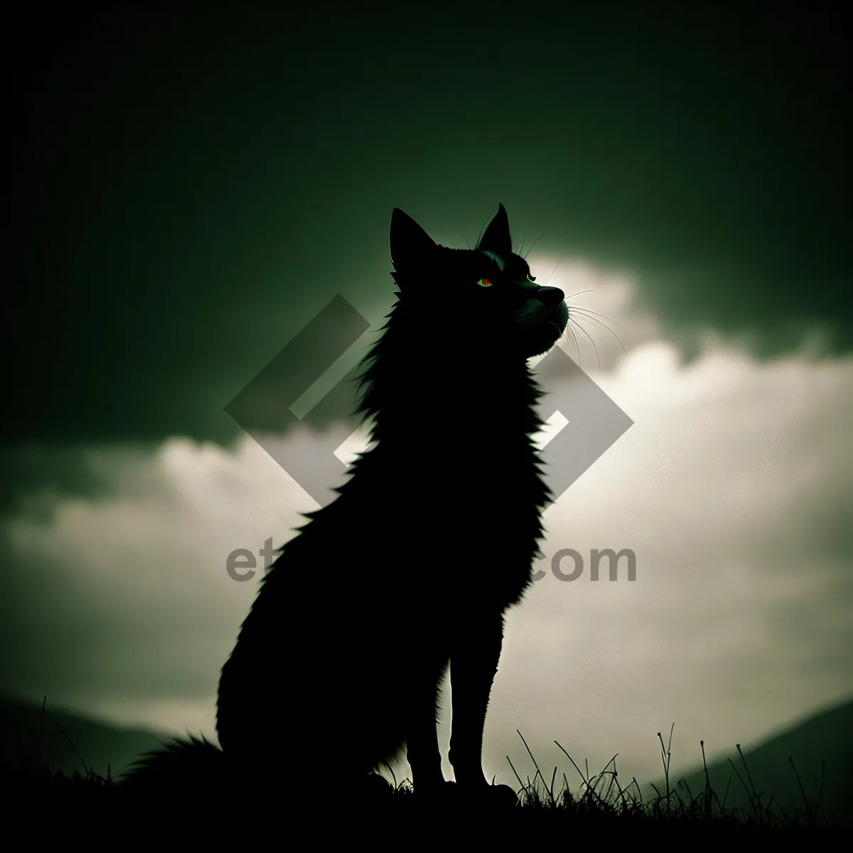 Picture of Silhouetted Border Collie and Playful Kitten Enjoying Sunset