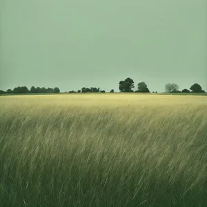 Serene Rural Landscape with Rolling Wheat Fields