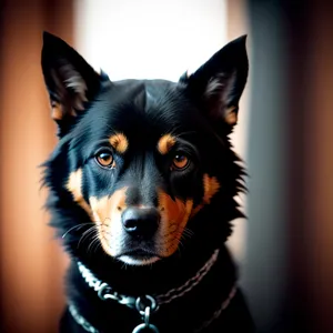 Adorable Border Collie Puppy Portrait - Cute Purebred Canine Companion