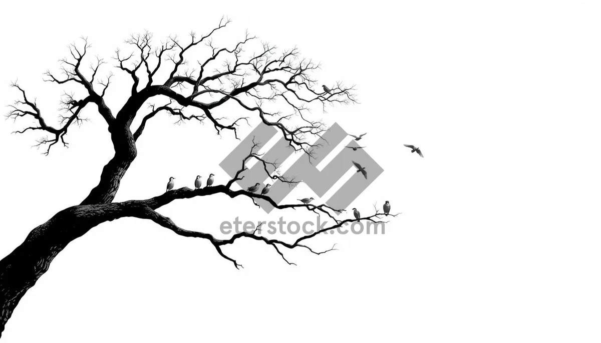 Picture of Silhouette of tree branches against Japanese sky