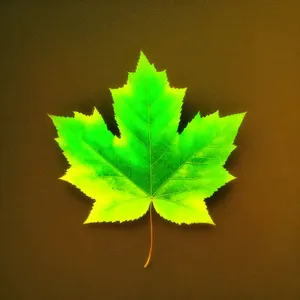 Autumn Maple Leaves: Vibrant Foliage in Natural Colors