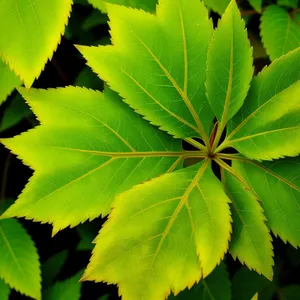 Vibrant Maple Leaves in Lush Spring Forest