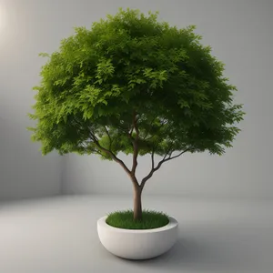 Evergreen Bonsai Tree in Summer Garden