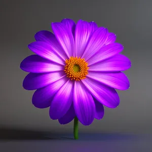 Daisy Blossom - Vibrant Petals in Pink