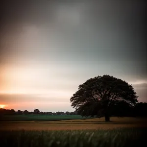 Serenity under the Clear Sky: Sunrise over the Countryside