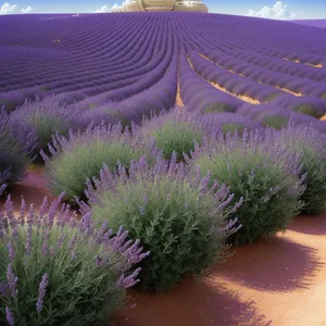 Lavender Fields: Serene Purple Beauty in Rural Countryside