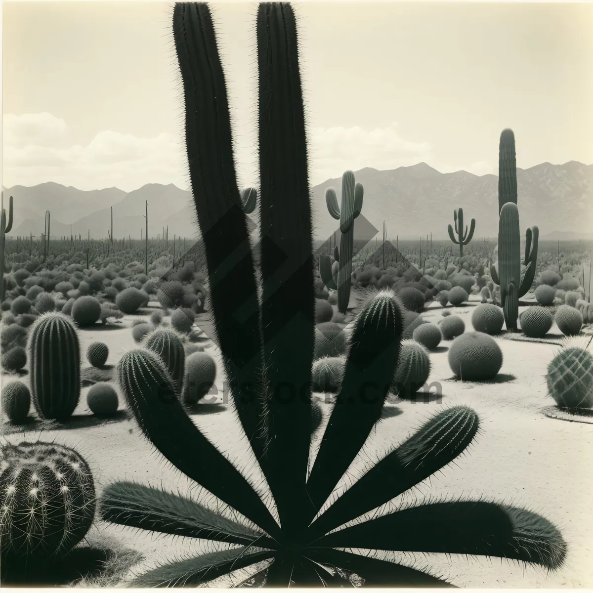Picture of Desert Skyline: Majestic Saguaro amidst Cacti Landscape