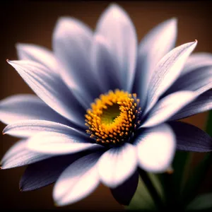 Vibrant Yellow Daisy Blossom in Blooming Garden