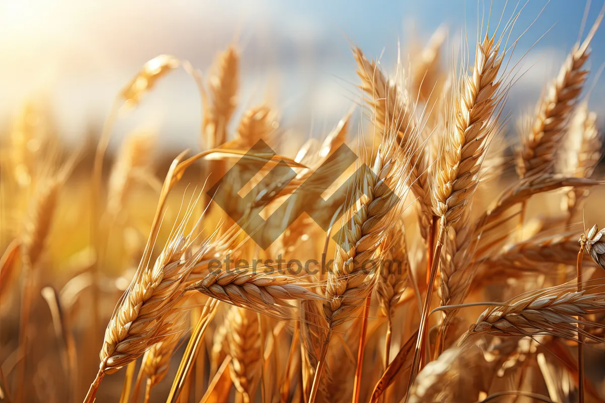 Picture of Golden Wheat Field in Autumn Harvest Season.