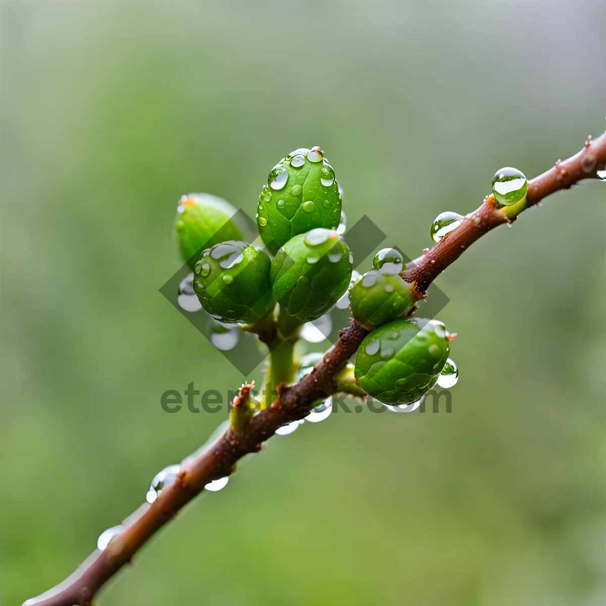 Picture of Spring Blossom on Woody Tree Branch.