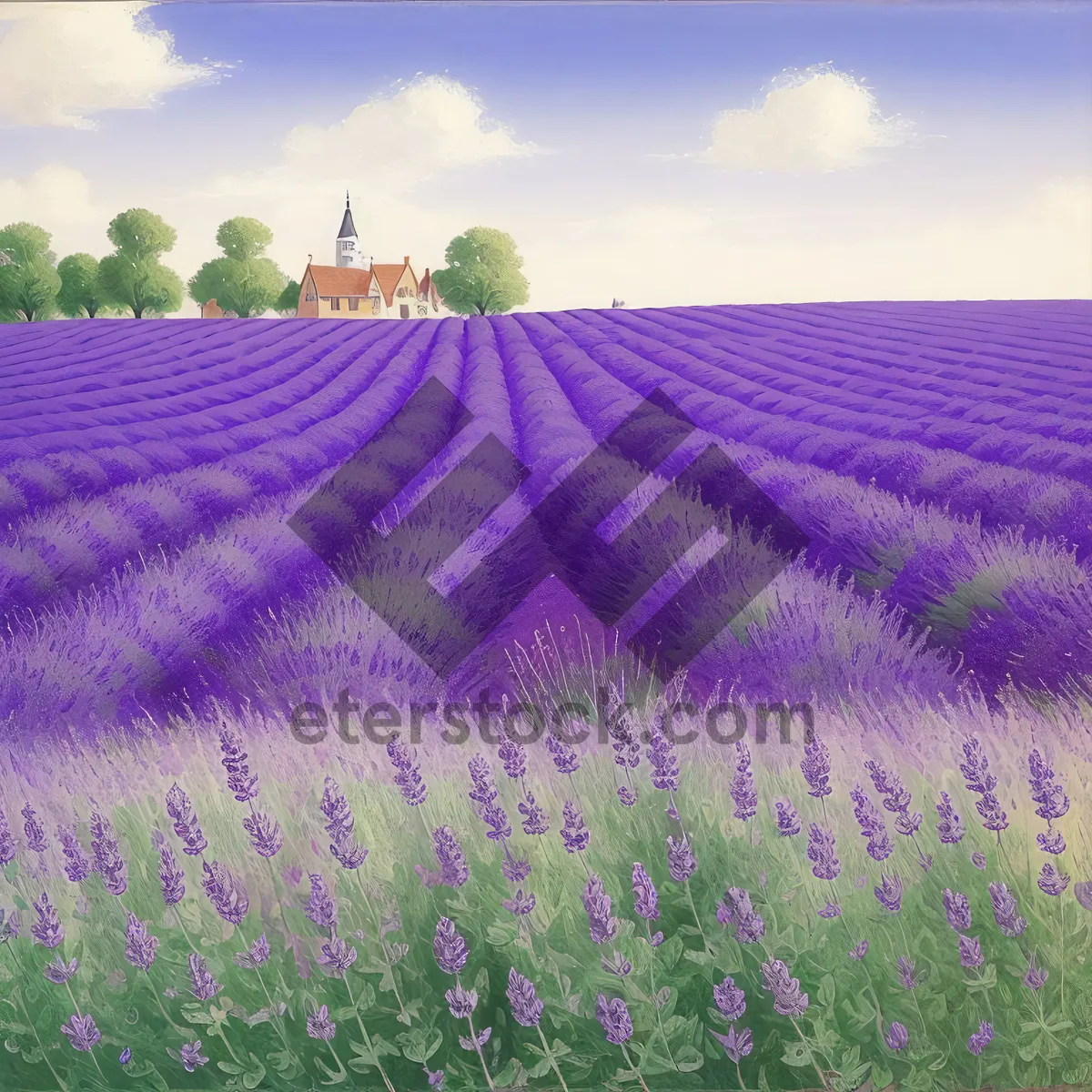 Picture of Lavender Field in Rural Landscape