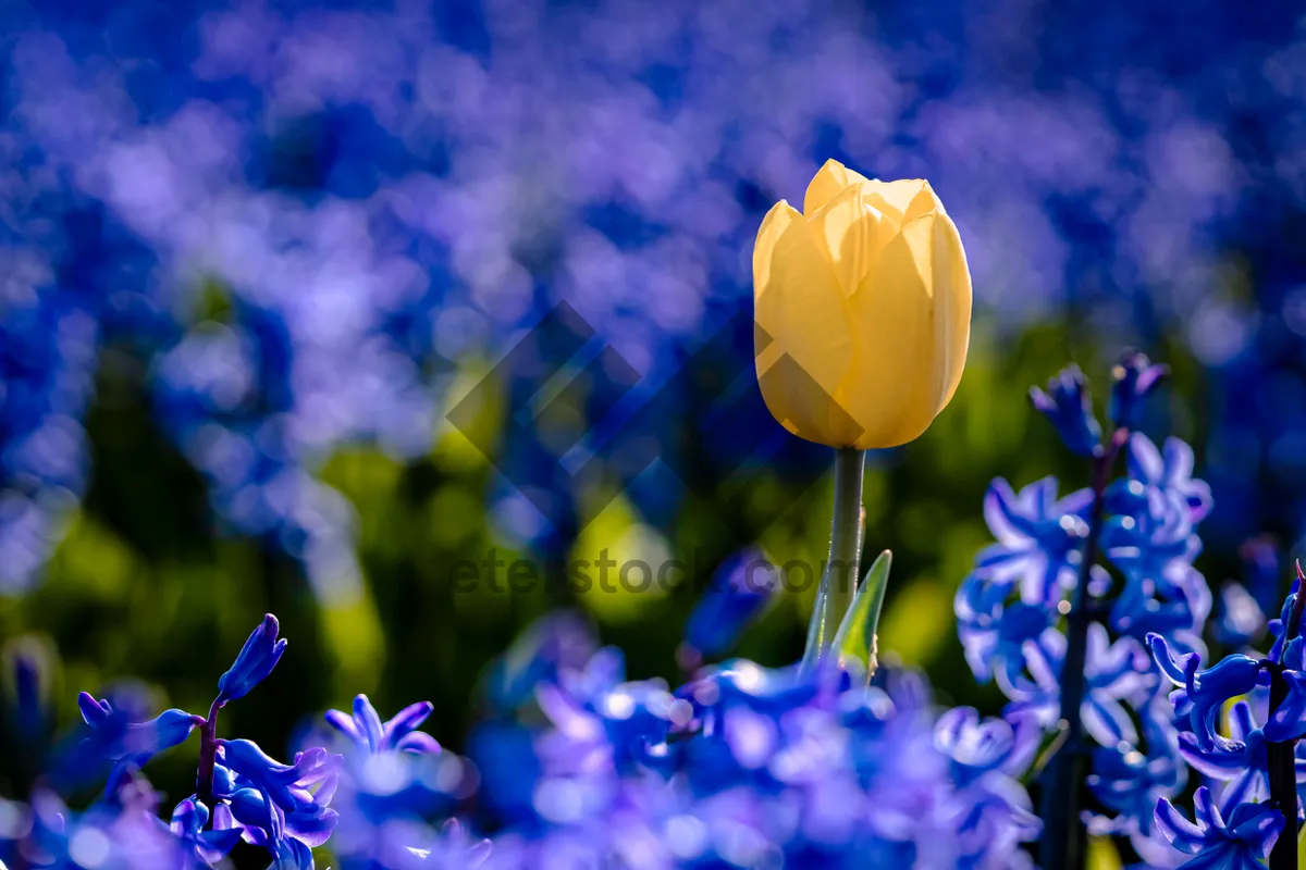 Picture of Colorful tulip flowers blooming in summer park.