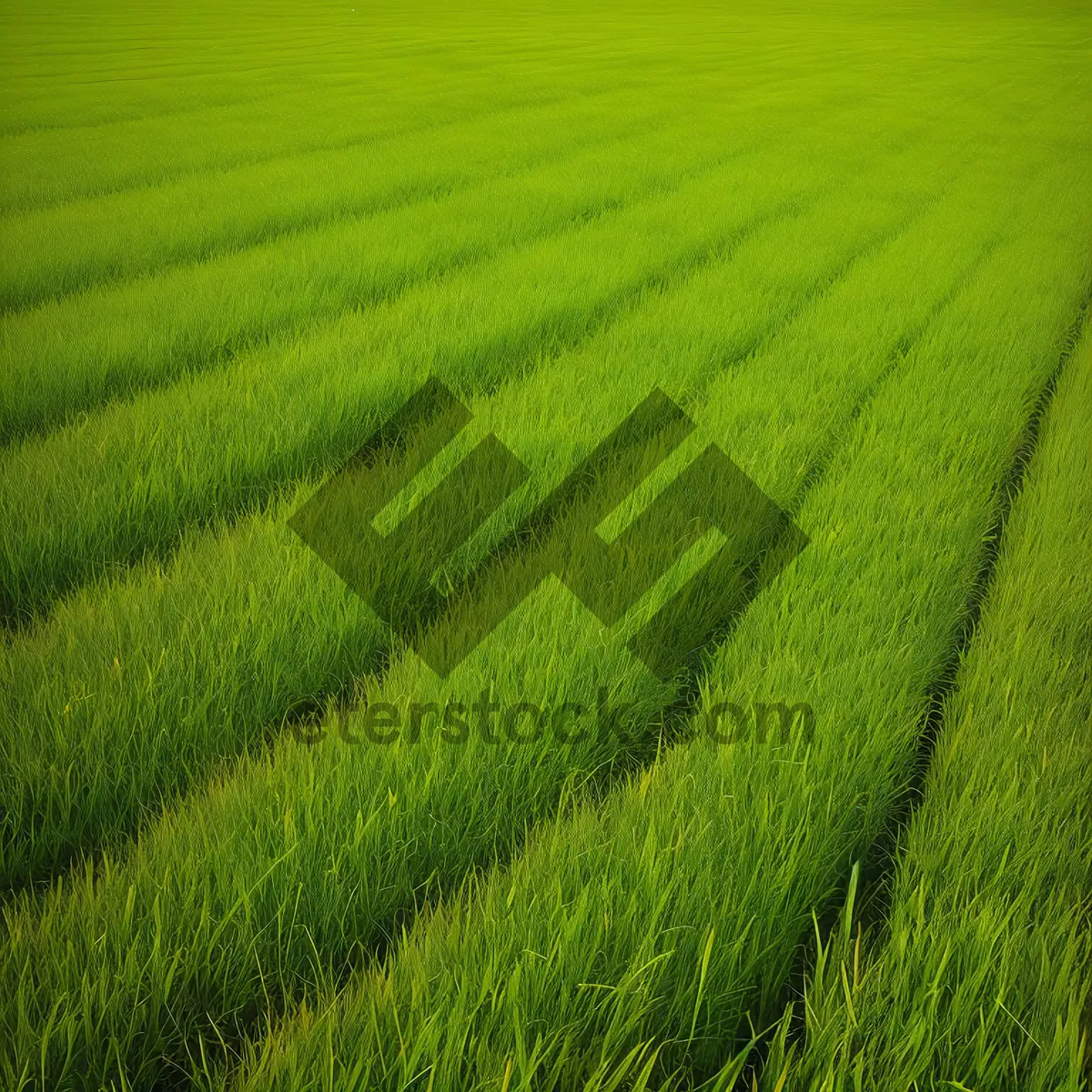 Picture of Luscious Green Meadow in Full Bloom