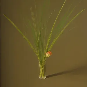 Wheat Walking Stick in Summer Field