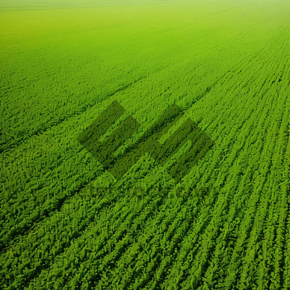 Picture of Vibrant Green Meadow in Full Bloom