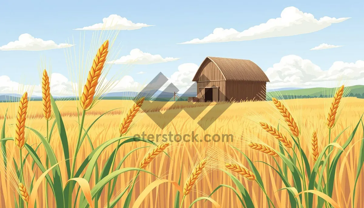 Picture of Sunny wheat field in desert landscape