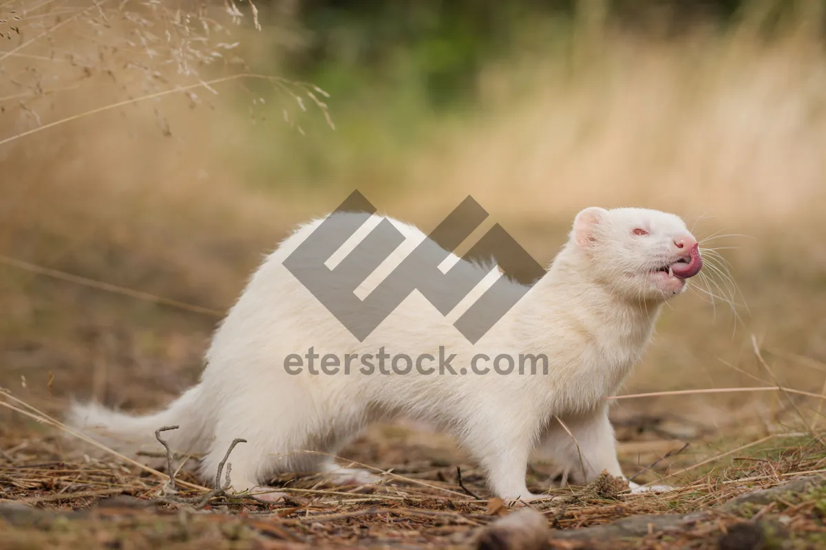 Picture of Cute Chicken and Weasel in Wildlife