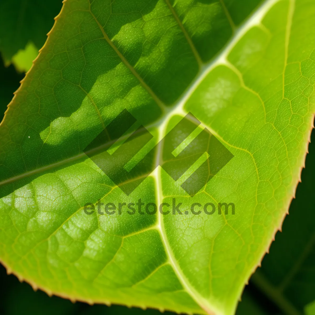 Picture of Lush Spring Foliage amidst Verdant Forest