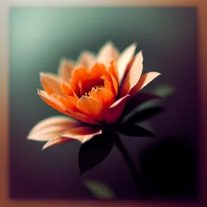 Blooming Lotus: Vibrant Petals of Joy