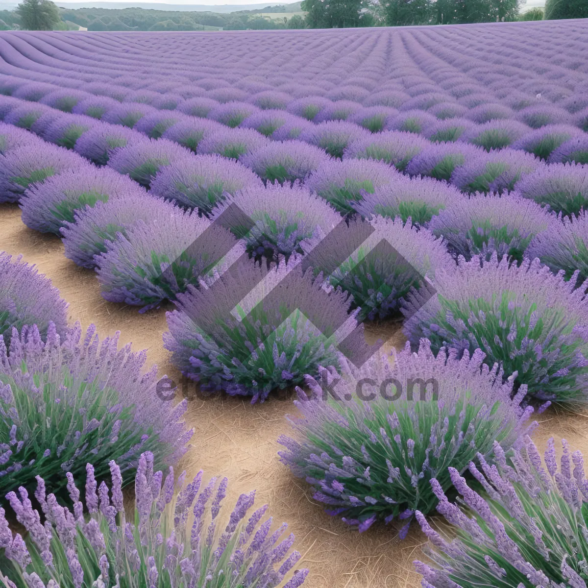 Picture of Lavender Artichoke: Night-time Floral Fireworks