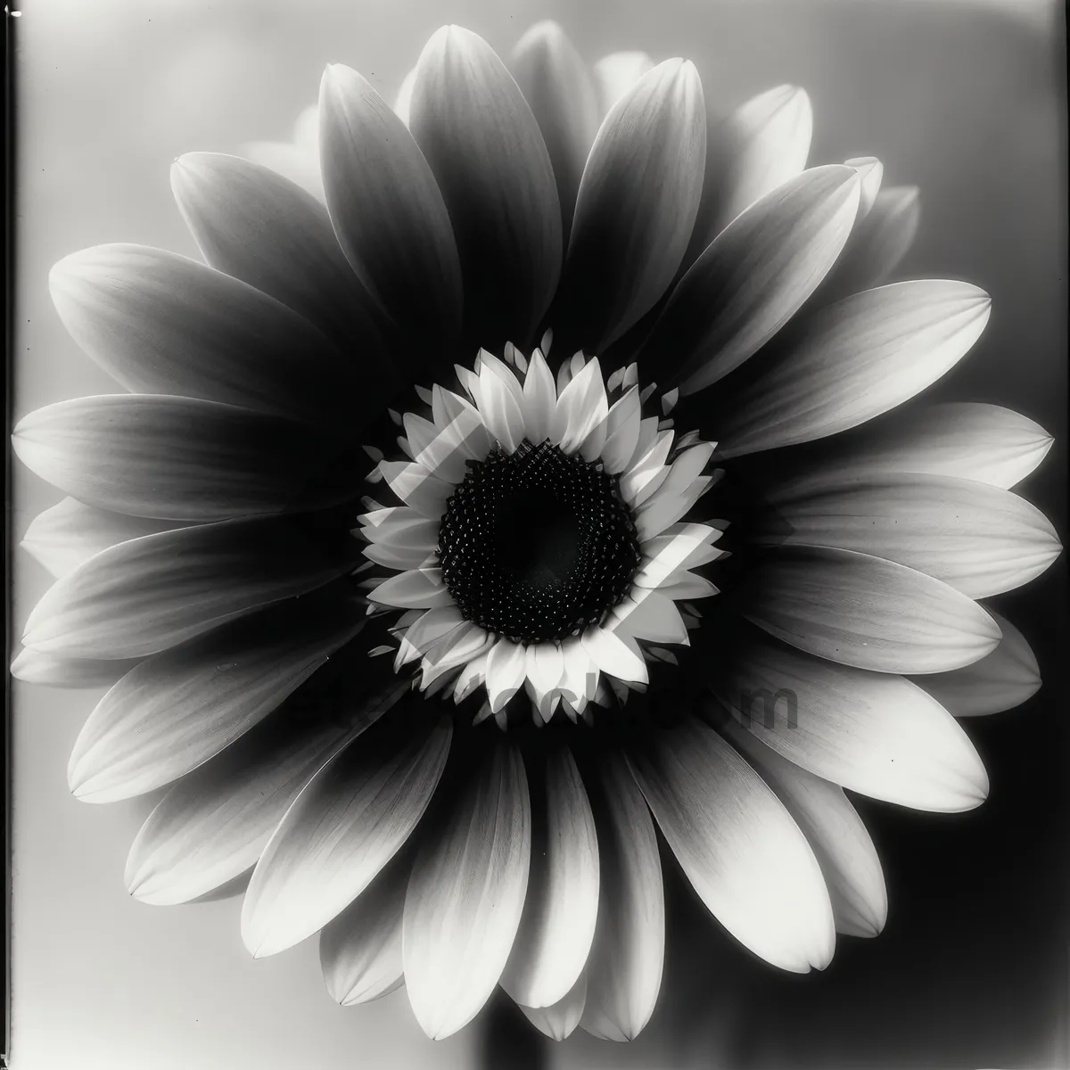 Picture of Yellow Daisy Blossom in Full Bloom