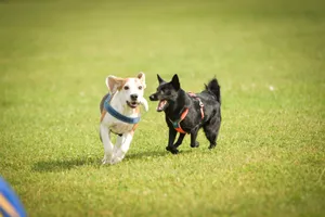 Fun outdoor game with cute terrier dog fetching ball