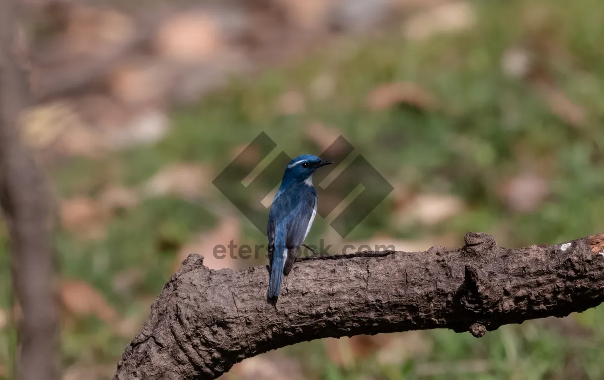 Picture of Indigo Bunting perched on branch with black eye.