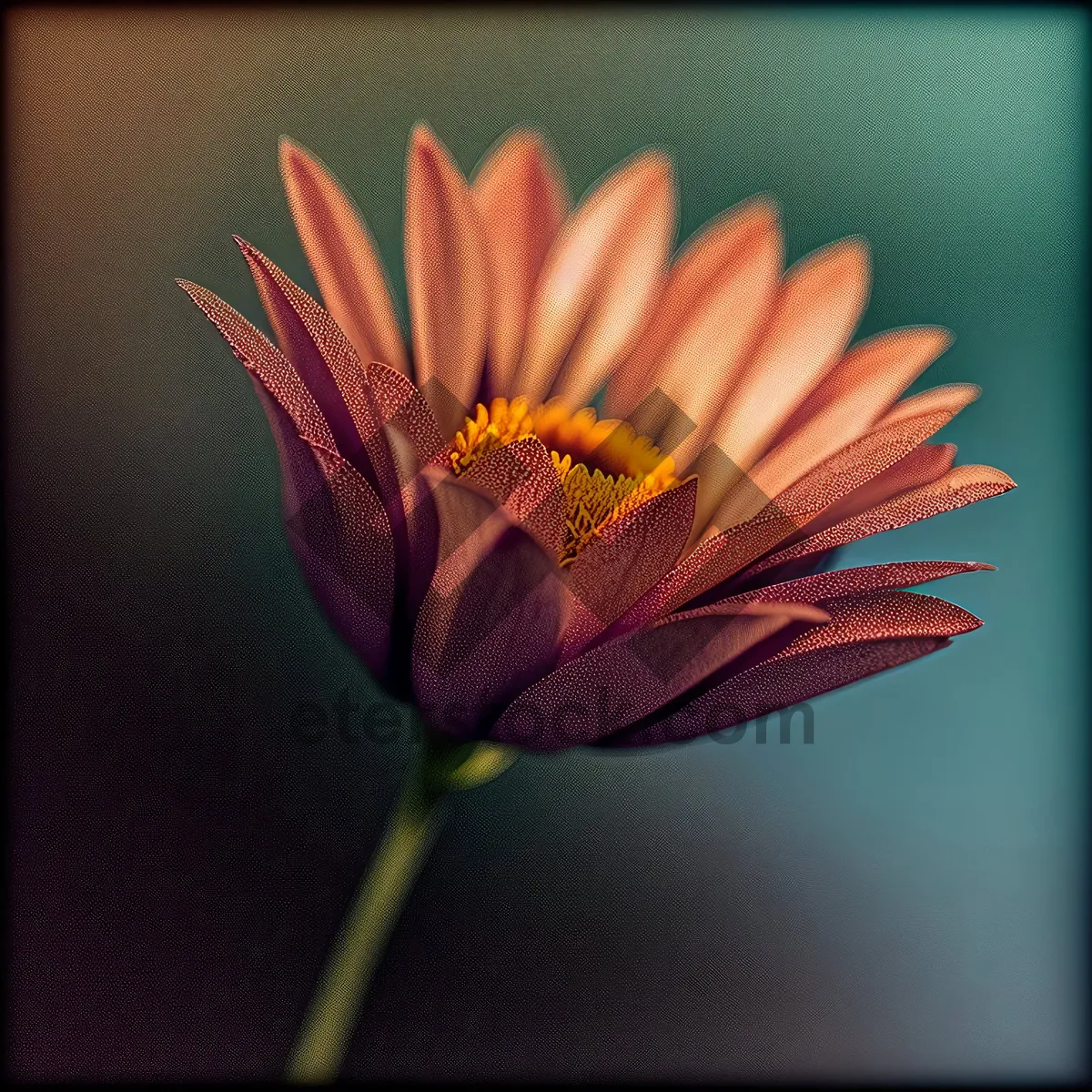 Picture of Vibrant Daisy Blossom in Sunlit Garden