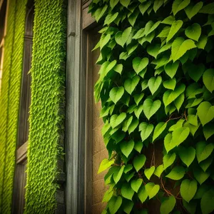 Modern Leafy Window Covering Design