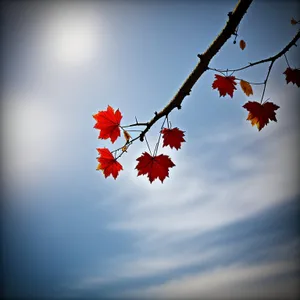 Autumn Maple Leaves in Japan's Vibrant Forest