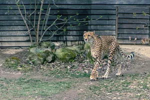 Wild Cat in Grassland Park Safari Reserve