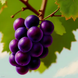 Fresh and Juicy Purple Autumn Grape Cluster