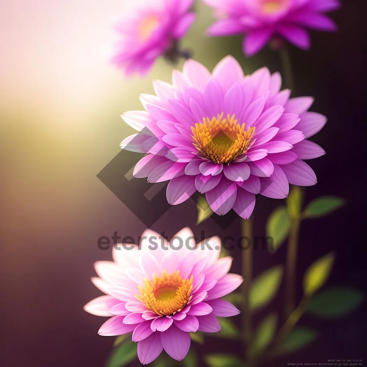 Picture of Pretty Pink Lotus Blossom in Full Bloom