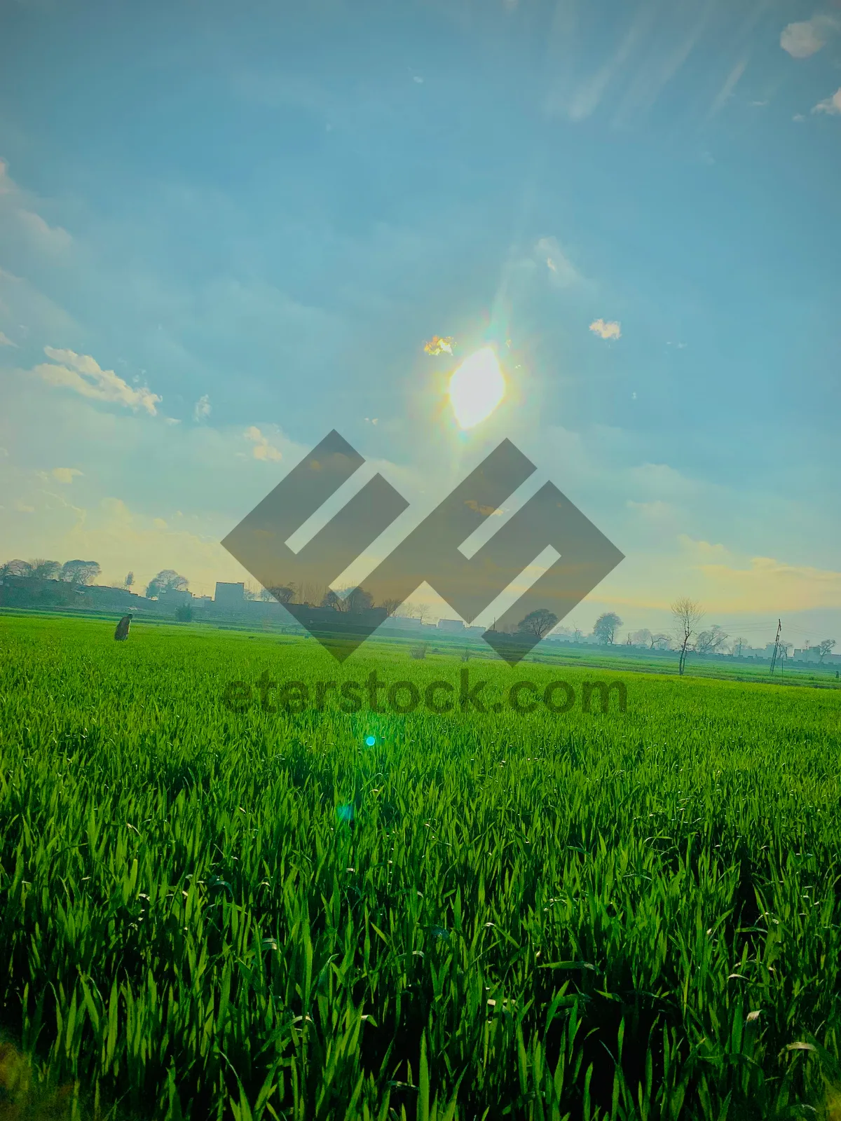 Picture of Rural Rice Field under the Summer Sun