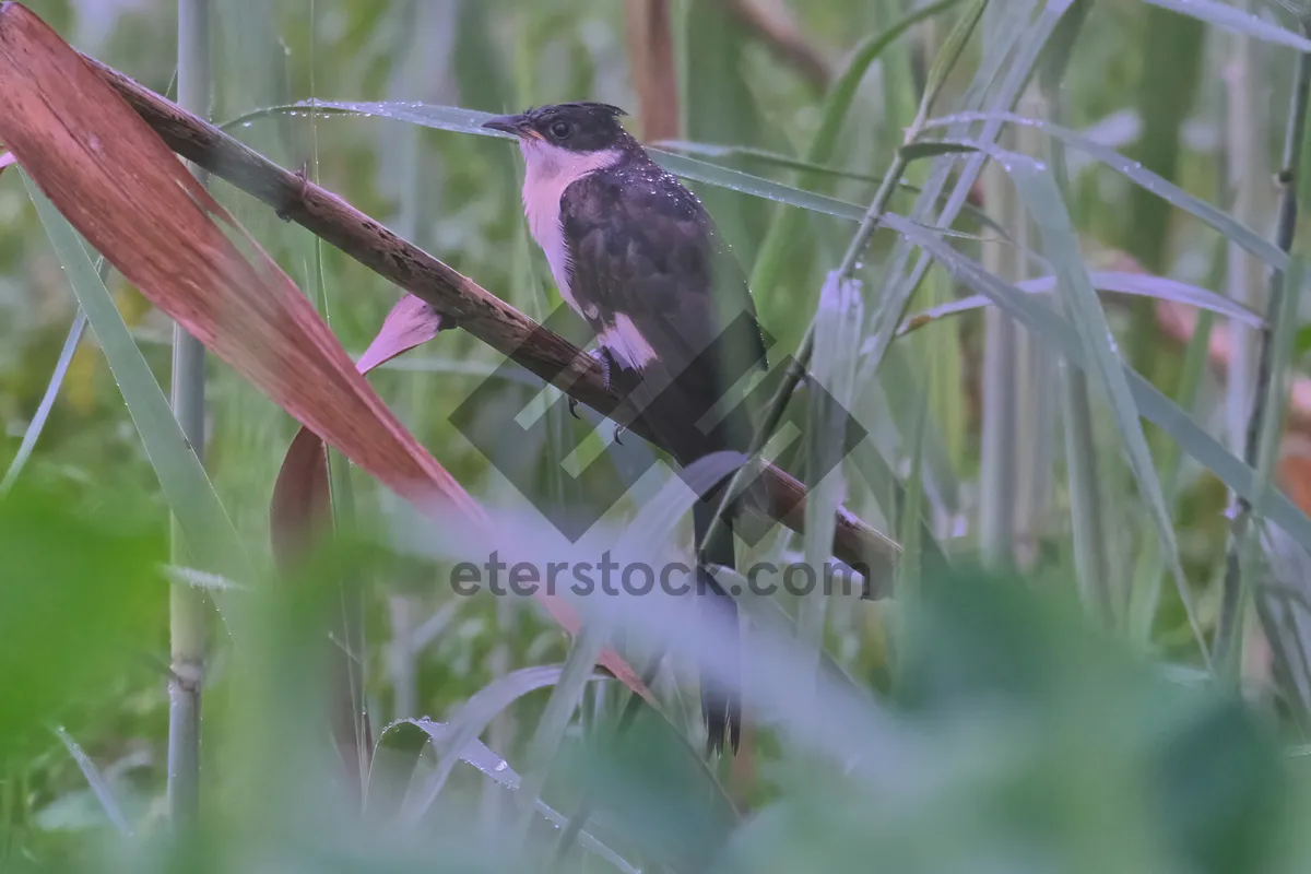 Picture of Vibrant Hummingbird with Glistening Wing Feathers