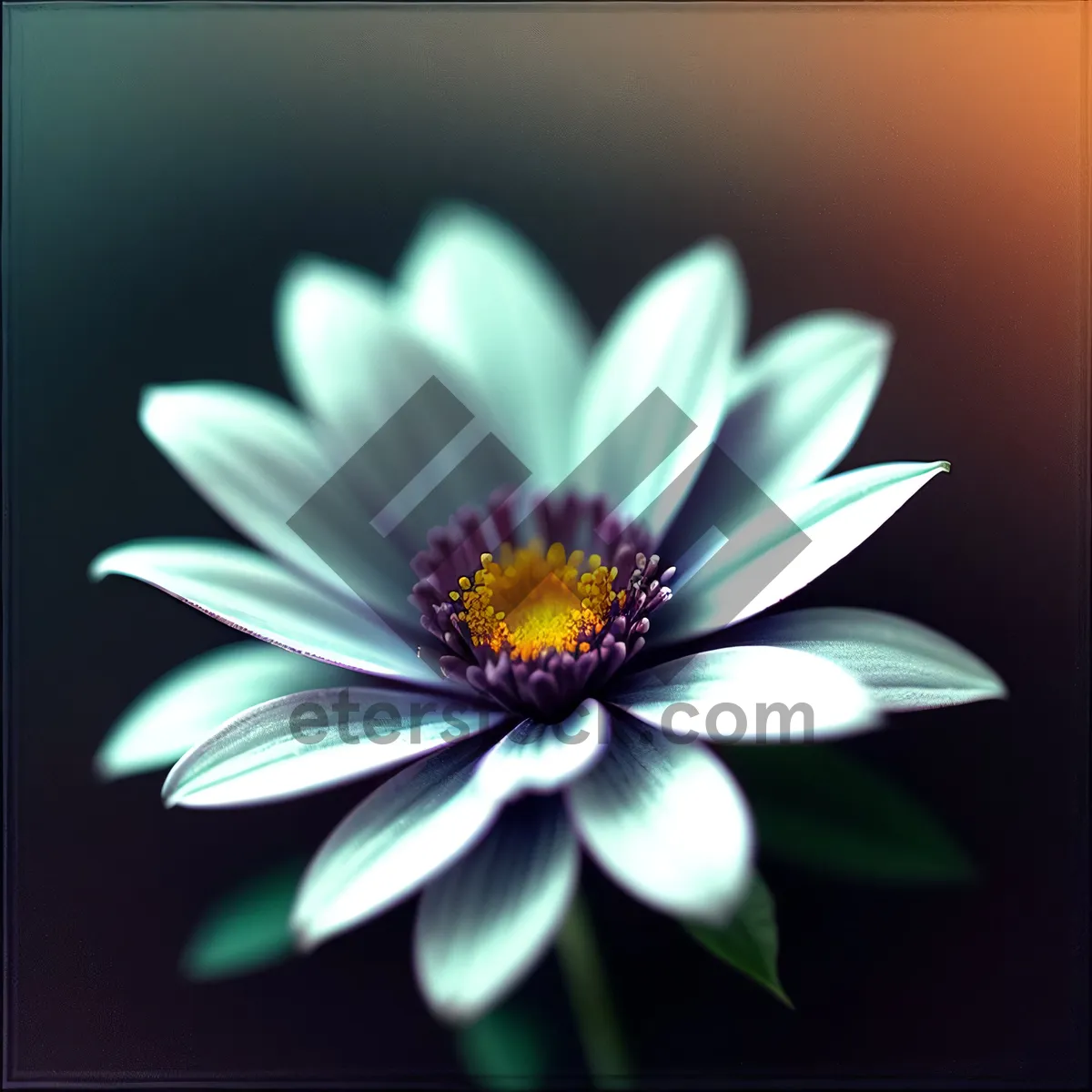 Picture of Bright Yellow Daisy Petals in Full Bloom