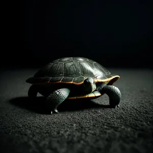Cute Terrapin with protective shell in wildlife