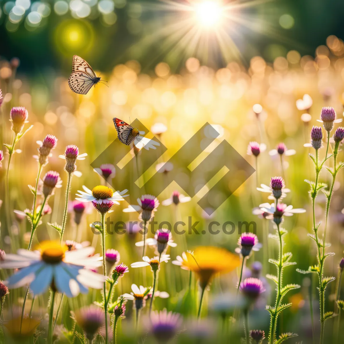 Picture of Colorful spring dandelion in bright grass field