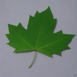 Vibrant Fall Foliage in Maple Tree