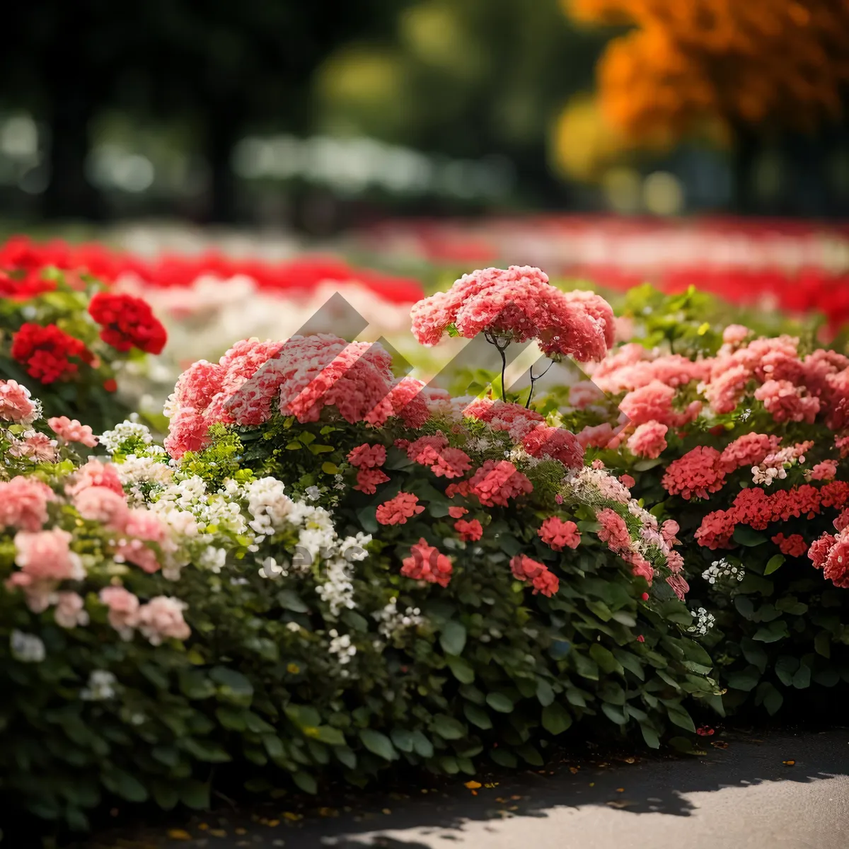 Picture of Vibrant Summer Yarrow in Garden Flowers