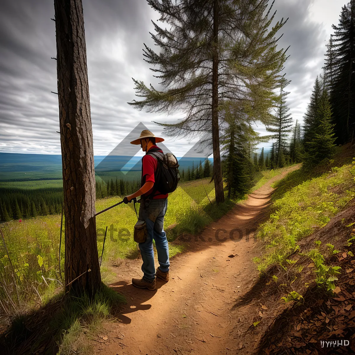 Picture of Serene Forest Hiking Amidst Majestic Mountains