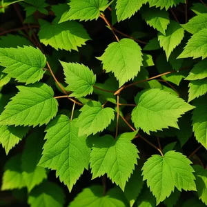 Sunny Elm Tree with Lush Foliage