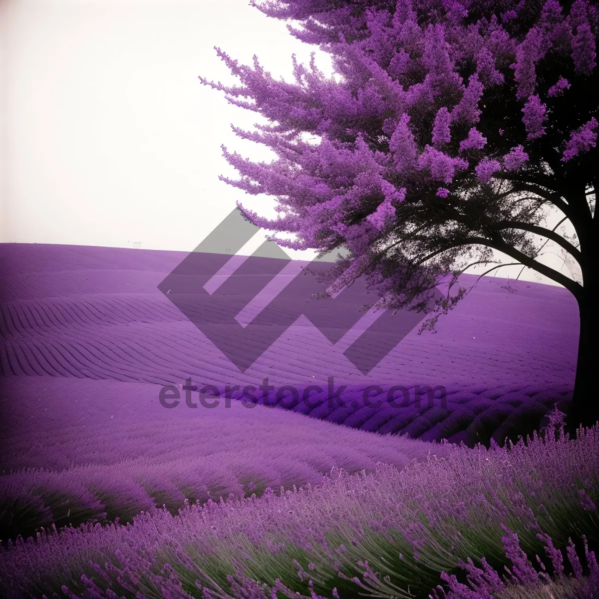 Picture of Lilac Blooms in Vibrant Purple Field