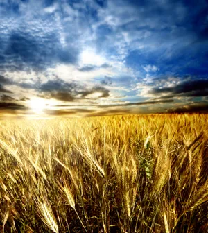 Sunny Wheat Field by the Lake on Summer Day